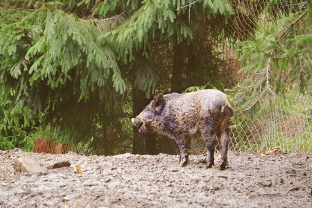 Wild boar in forestの写真素材