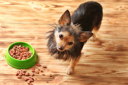 Cute little pet and bowl with dog food on wooden backgroundの写真素材