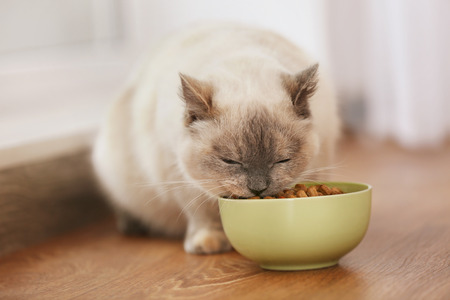 Cute cat eating dry food from ceramic bowlの写真素材