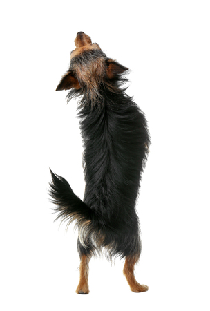 Cute little dog isolated on whiteの写真素材