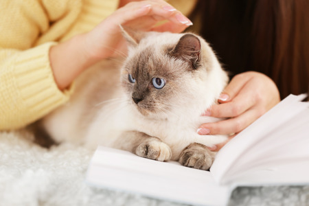 Cute cat with owner at home, closeupの写真素材