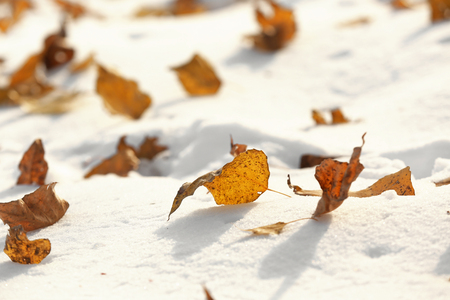 Close up view of snow and fallen leavesの写真素材