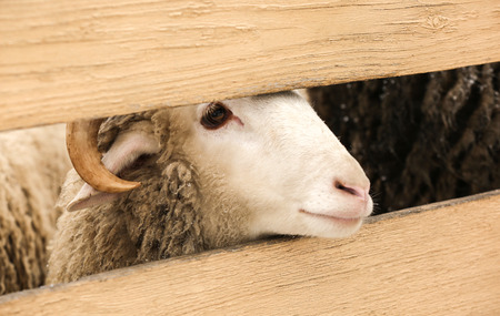 Close up view of cute sheep behind wooden fence in zooの写真素材