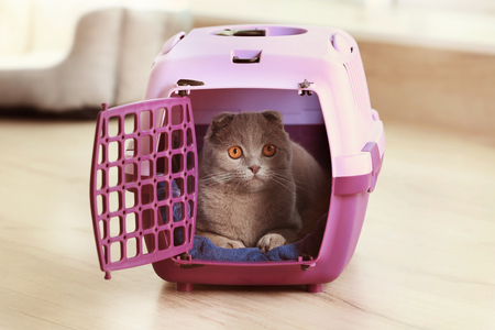 Cute funny cat in plastic carrier at homeの写真素材