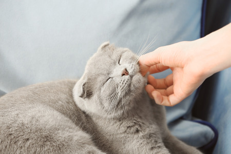 Owner stroking cute cat at home, closeupの写真素材