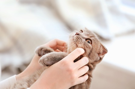Cute cat with owner at home, closeupの写真素材