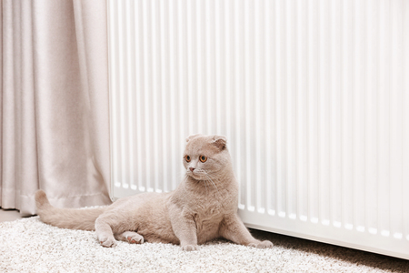 Cute funny cat lying on carpet near radiatorの写真素材