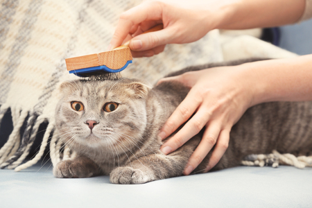 Owner brushing cute cat at homeの写真素材