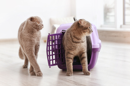 Cute funny cats playing with plastic carrier at homeの写真素材