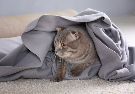 Cute funny cats wrapped in plaid at homeの写真素材