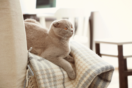 Cute funny cat lying on plaid at homeの写真素材