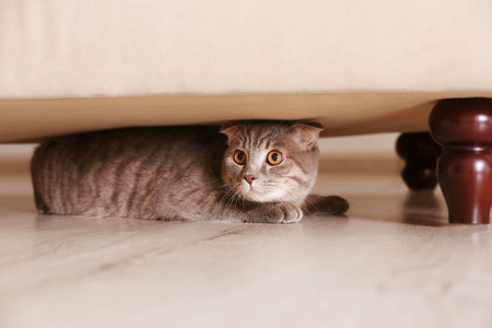 Cute funny cat hiding under furniture at homeの写真素材