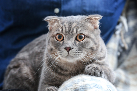 Owner with cute cat at home, closeupの写真素材