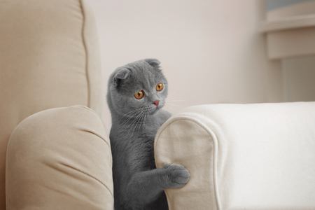 Cute funny cat playing at homeの写真素材