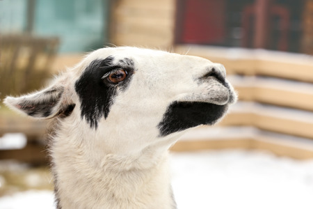 Cute funny lama in zoological garden, closeupの写真素材