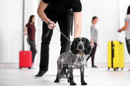 Dog looking for drugs in airportの写真素材