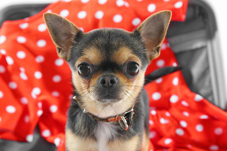 Small dog waiting for trip, closeupの写真素材