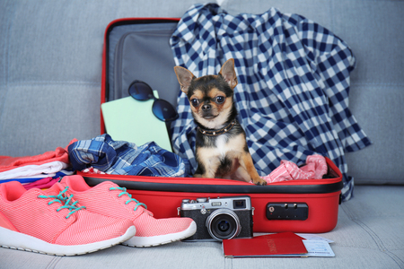 Small dog in suitcase waiting for trip, on gray sofaの写真素材