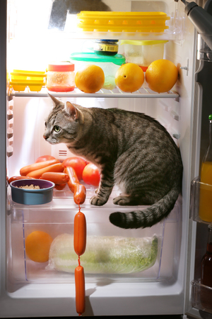 Cat in the refrigerator at homeの写真素材