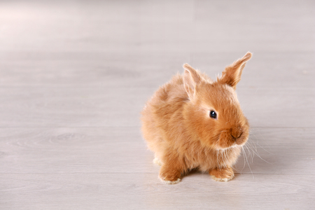 Cute funny rabbit on floor at homeの写真素材