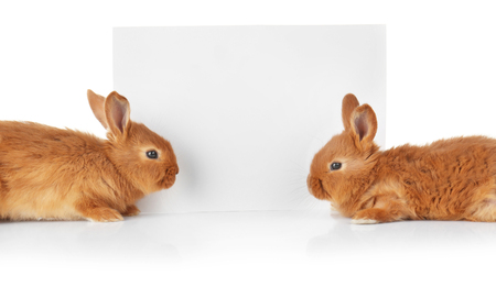 Cute funny rabbits with poster on white backgroundの写真素材