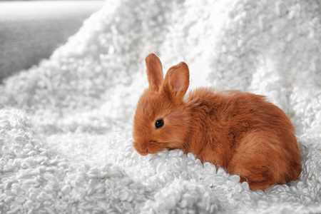 Cute funny rabbit on soft plaid at homeの写真素材