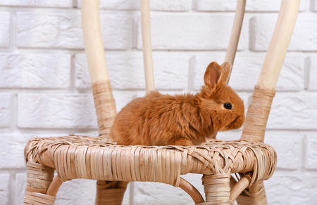Cute funny rabbit on wicker chair against light brick wallの写真素材
