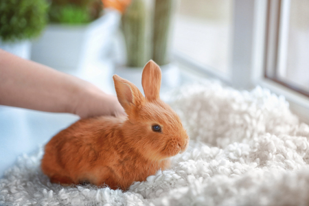 Female hand stroking cute funny rabbit sitting on white plaid at homeの写真素材