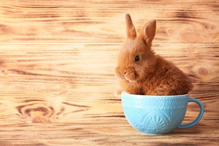 Cute funny rabbit in cup on wooden backgroundの写真素材