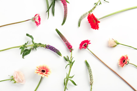 Beautiful fresh flowers on white backgroundの写真素材