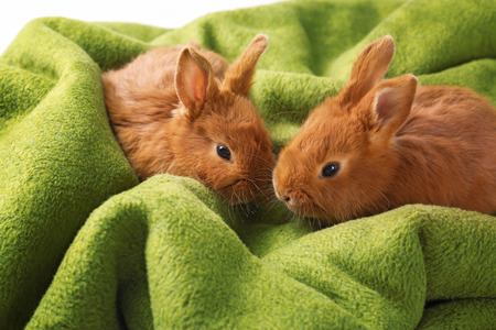 Cute funny rabbits on color plaidの写真素材