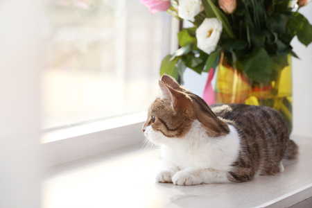 Cute funny cat and bouquet of flowers on window sillの写真素材