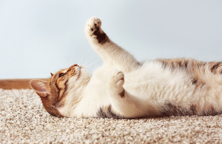 Cute funny cat playing while lying on carpet at homeの写真素材