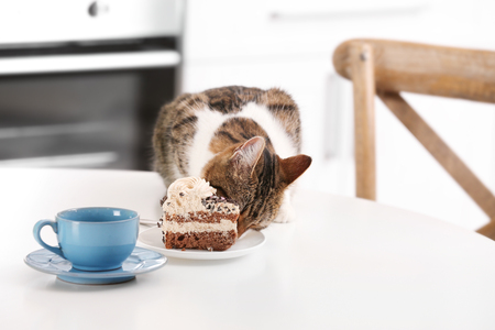 Cute cat with piece of cake on kitchen table at homeの写真素材