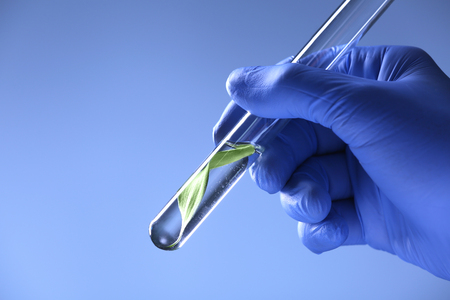 Hand in glove holding test tube with plant on blue backgroundの写真素材