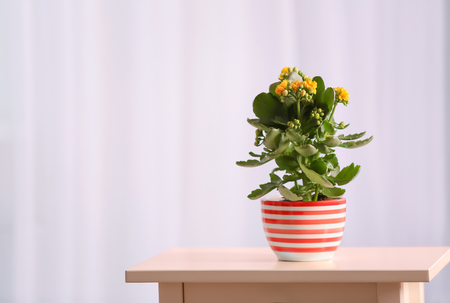 Beautiful kalanchoe plant in pot on tableの写真素材