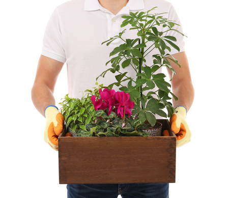 Male florist holding wooden box with house plants on white backgroundの写真素材