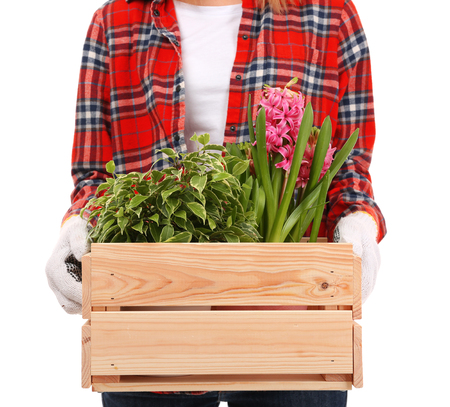 Female florist holding wooden box with house plants on white backgroundの写真素材