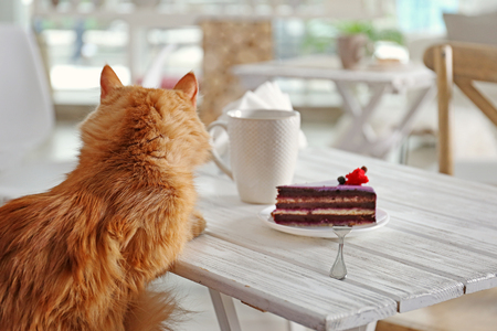 Tasty dessert and cup of coffee on table in cat cafeの写真素材