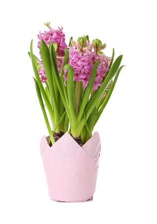 Beautiful hyacinth in pot on white backgroundの写真素材