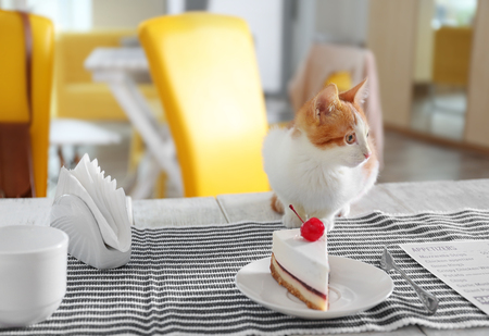 Cute cat and tasty dessert on table in cafeの写真素材