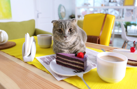 Cute cat lying on table with dessert and cup of coffeeの写真素材