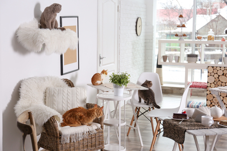 Beautiful interior of modern cat cafeの写真素材