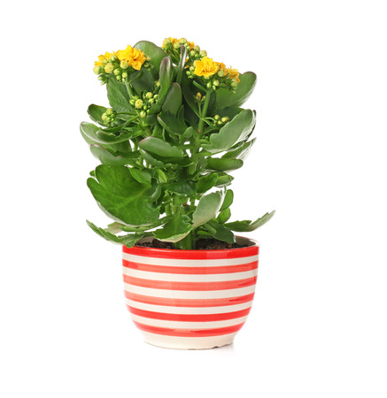 Beautiful kalanchoe pot on white backgroundの写真素材