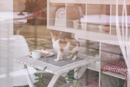 Cute cat with tasty dessert and cup of coffee on table in cafe, view from outsideの写真素材