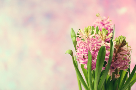 Beautiful hyacinth on pink backgroundの写真素材