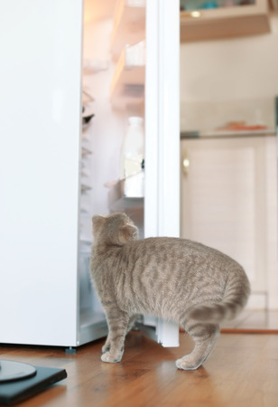 Cute curious cat looking into fridgeの写真素材