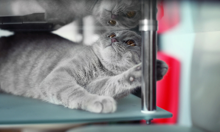 Cute cat playing at homeの写真素材