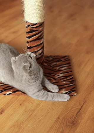Cute cat with claws sharpener at homeの写真素材