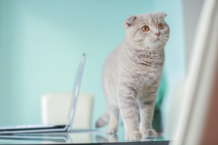 Cute cat standing on glass table near laptopの写真素材